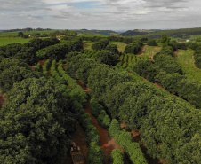 Abacate conquista o lugar do café no Vale do Ivaí e no Norte do Paraná. Foto Gilson Abreu/AEN