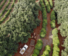 Abacate conquista o lugar do café no Vale do Ivaí e no Norte do Paraná. Foto Gilson Abreu/AEN