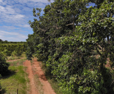 Abacate conquista o lugar do café no Vale do Ivaí e no Norte do Paraná. Foto Gilson Abreu/AEN