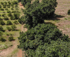 Abacate conquista o lugar do café no Vale do Ivaí e no Norte do Paraná. Foto Gilson Abreu/AEN