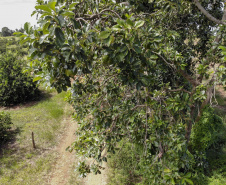 Abacate conquista o lugar do café no Vale do Ivaí e no Norte do Paraná. Foto Gilson Abreu/AEN