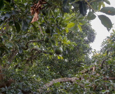 Abacate conquista o lugar do café no Vale do Ivaí e no Norte do Paraná. Foto Gilson Abreu/AEN