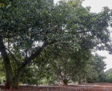 Abacate conquista o lugar do café no Vale do Ivaí e no Norte do Paraná. Foto Gilson Abreu/AEN