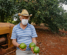 Abacate conquista o lugar do café no Vale do Ivaí e no Norte do Paraná. Foto Gilson Abreu/AEN