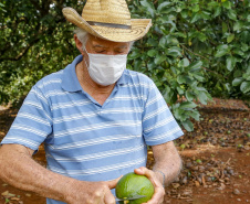 plantação de abacate
Foto Gilson Abreu/Aen