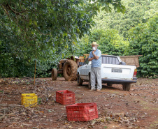 Abacate conquista o lugar do café no Vale do Ivaí e no Norte do Paraná. Foto Gilson Abreu/AEN
Foto Gilson Abreu/Aen