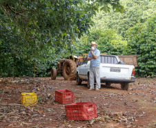 Abacate conquista o lugar do café no Vale do Ivaí e no Norte do Paraná. Foto Gilson Abreu/AEN
Foto Gilson Abreu/Aen