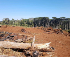 O Batalhão de Polícia Ambiental-Força Verde (BPAmb-FV) e o Instituto Água e Terra (IAT) divulgaram, nesta quarta-feira (22) o balanço final da Operação Esperança, planejada para flagrar crimes ambientais contra a flora