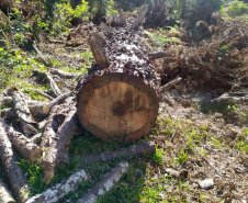 O Batalhão de Polícia Ambiental-Força Verde (BPAmb-FV) e o Instituto Água e Terra (IAT) divulgaram, nesta quarta-feira (22) o balanço final da Operação Esperança, planejada para flagrar crimes ambientais contra a flora