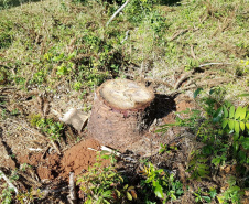 O Batalhão de Polícia Ambiental-Força Verde (BPAmb-FV) e o Instituto Água e Terra (IAT) divulgaram, nesta quarta-feira (22) o balanço final da Operação Esperança, planejada para flagrar crimes ambientais contra a flora