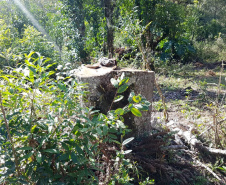 O Batalhão de Polícia Ambiental-Força Verde (BPAmb-FV) e o Instituto Água e Terra (IAT) divulgaram, nesta quarta-feira (22) o balanço final da Operação Esperança, planejada para flagrar crimes ambientais contra a flora