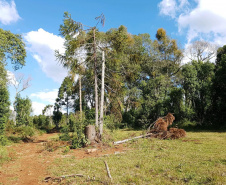 O Batalhão de Polícia Ambiental-Força Verde (BPAmb-FV) e o Instituto Água e Terra (IAT) divulgaram, nesta quarta-feira (22) o balanço final da Operação Esperança, planejada para flagrar crimes ambientais contra a flora