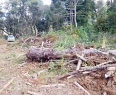 O Batalhão de Polícia Ambiental-Força Verde (BPAmb-FV) e o Instituto Água e Terra (IAT) divulgaram, nesta quarta-feira (22) o balanço final da Operação Esperança, planejada para flagrar crimes ambientais contra a flora