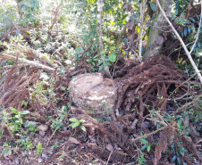 O Batalhão de Polícia Ambiental-Força Verde (BPAmb-FV) e o Instituto Água e Terra (IAT) divulgaram, nesta quarta-feira (22) o balanço final da Operação Esperança, planejada para flagrar crimes ambientais contra a flora