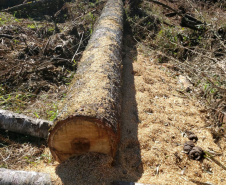 O Batalhão de Polícia Ambiental-Força Verde (BPAmb-FV) e o Instituto Água e Terra (IAT) divulgaram, nesta quarta-feira (22) o balanço final da Operação Esperança, planejada para flagrar crimes ambientais contra a flora