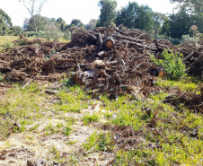 O Batalhão de Polícia Ambiental-Força Verde (BPAmb-FV) e o Instituto Água e Terra (IAT) divulgaram, nesta quarta-feira (22) o balanço final da Operação Esperança, planejada para flagrar crimes ambientais contra a flora