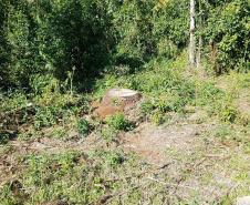 O Batalhão de Polícia Ambiental-Força Verde (BPAmb-FV) e o Instituto Água e Terra (IAT) divulgaram, nesta quarta-feira (22) o balanço final da Operação Esperança, planejada para flagrar crimes ambientais contra a flora