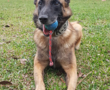 A Polícia Civil do Paraná (PCPR) conta com 13 cães policiais ativos que auxiliam em ações contra o tráfico de drogas. Além desses, o canil ainda possui outros quatro animais que já contribuíram para o trabalho, mas hoje estão aposentados.  
Foto: PCPR