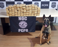 A Polícia Civil do Paraná (PCPR) conta com 13 cães policiais ativos que auxiliam em ações contra o tráfico de drogas. Além desses, o canil ainda possui outros quatro animais que já contribuíram para o trabalho, mas hoje estão aposentados.  
Foto: PCPR