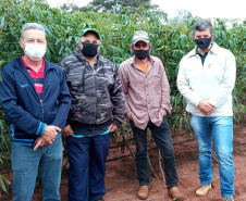 Pesquisador da Embrapa adianta que haverá lançamento da variedade BRS 429, com mais cor, sabor e mais saudável