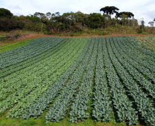 Hortaliças como brócolis e couve-flor mudam a paisagem de São José dos Pinhais  -  Curitiba, 24/06/2021  -  Foto: Ari Dias/AEN