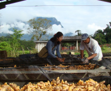 O município de Morretes já foi o maior produtor de gengibre do país, porém alguns problemas com o manejo e a concorrência com a produção da china fizeram a cultura declinar nos últimos anos. Mas os técnicos do IDR-Paraná (Instituto de Desenvolvimento Rural do Paraná - Iapar-Emater) afirmam que o gengibre pode ser lucrativo, desde que o produtor invista em sistemas sustentáveis, adotando boas práticas na produção e na conservação de solo e água. -  Curitiba, 18/05/2021  -  Foto: IDR