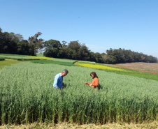 Pesquisa ajuda o Paraná a ser referência nacional no agronegócio
Foto: Professora Lutécia Beatriz dos Santos Canalli