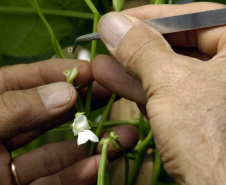 O IDR-Paraná (Instituto de Desenvolvimento Rural do Paraná) acaba de receber R$ 1,2 milhão para a aquisição de uma câmara fria destinada ao setor de conservação de recursos genéticos vegetais.

Foto: IDR