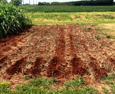 Unioeste incentiva produção de leite orgânico em propriedades da agricultura familiar.   -  Foto: Divulgação Unioeste