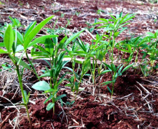 Unioeste incentiva produção de leite orgânico em propriedades da agricultura familiar.   -  Foto: Divulgação Unioeste