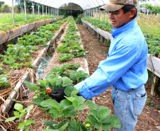 Produtores orgânicos da Região Central serão certificados pelo Tecpar
Foto: TECPAR