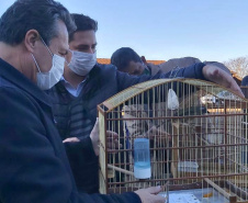 O Escritório Regional do Instituto Água e Terra (IAT) de Umuarama, no Noroeste do Estado, realizou a apreensão e a soltura de mais de 250 aves. O o secretário da pasta, Márcio Nunes, participou da soltura de 17 aves, entre Trinca Ferro, Coleirinha, Patativa, Canário Terra, Melrol, Sabiá, Irauna Grande, e Curió.  -  Umuarama, 29/06/2021  -  Foto: SEDEST/IAT