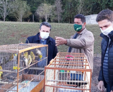 O Escritório Regional do Instituto Água e Terra (IAT) de Umuarama, no Noroeste do Estado, realizou a apreensão e a soltura de mais de 250 aves. O o secretário da pasta, Márcio Nunes, participou da soltura de 17 aves, entre Trinca Ferro, Coleirinha, Patativa, Canário Terra, Melrol, Sabiá, Irauna Grande, e Curió.  -  Umuarama, 29/06/2021  -  Foto: SEDEST/IAT