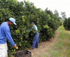 Produtores de limão em Altônia  -  Foto: Gilson Abreu/AEN