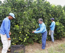 Produtores de limão em Altônia  -  Foto: Gilson Abreu/AEN