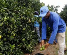 Produtores de limão em Altônia  -  Foto: Gilson Abreu/AEN