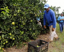 Produtores de limão em Altônia  -  Foto: Gilson Abreu/AEN