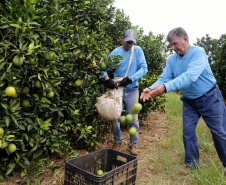 Produtores de limão em Altônia - Devaldir Antonio Vendramini, 47 anos de Altônia e 25 dedicados à fruticultura   -  Foto: Gilson Abreu/AEN