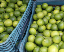 Produtores de limão em Altônia  -  Foto: Gilson Abreu/AEN