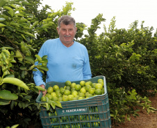 Produtores de limão em Altônia - Devaldir Antonio Vendramini, 47 anos de Altônia e 25 dedicados à fruticultura   -  Foto: Gilson Abreu/AEN