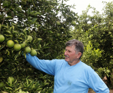 Produtores de limão em Altônia - Devaldir Antonio Vendramini, 47 anos de Altônia e 25 dedicados à fruticultura   -  Foto: Gilson Abreu/AEN