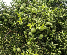 Produtores de limão em Altônia  -  Foto: Gilson Abreu/AEN