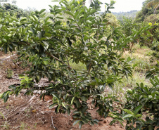 Produtores de limão em Altônia  -  Foto: Gilson Abreu/AEN