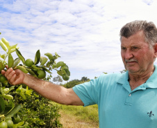 Produtores de limão em Altônia - Devaldir Antonio Vendramini, 47 anos de Altônia e 25 dedicados à fruticultura   -  Foto: Gilson Abreu/AEN