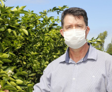 Produtores de limão e, Altônia. Na foto, o técnico em agropecuária da Secretaria Municipal do Meio Ambiente, Agricultura e Turismo, Paulo Cezar Lavaqui.  -  Foto: Gilson Abreu/AEN