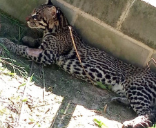 Após quatro meses de tratamento, uma jaguatirica foi reinserida na natureza, na região dos Campos Gerais. O animal foi atropelado em rodovia na região na BR-277.  -  Curitiba, 03/07/2021  -  Foto: SEDEST/IAT