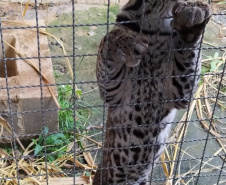 Após quatro meses de tratamento, uma jaguatirica foi reinserida na natureza, na região dos Campos Gerais. O animal foi atropelado em rodovia na região na BR-277.  -  Curitiba, 03/07/2021  -  Foto: SEDEST/IAT