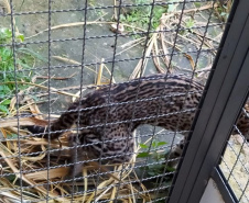 Após quatro meses de tratamento, uma jaguatirica foi reinserida na natureza, na região dos Campos Gerais. O animal foi atropelado em rodovia na região na BR-277.  -  Curitiba, 03/07/2021  -  Foto: SEDEST/IAT