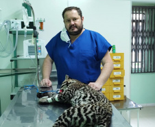 Após quatro meses de tratamento, uma jaguatirica foi reinserida na natureza, na região dos Campos Gerais. O animal foi atropelado em rodovia na região na BR-277.  -  Curitiba, 03/07/2021  -  Foto: SEDEST/IAT