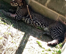 Após quatro meses de tratamento, uma jaguatirica foi reinserida na natureza, na região dos Campos Gerais. O animal foi atropelado em rodovia na região na BR-277.  -  Curitiba, 03/07/2021  -  Foto: SEDEST/IAT